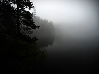 Nature, Trees, Shore, Bank, Forest, Fog HD wallpaper