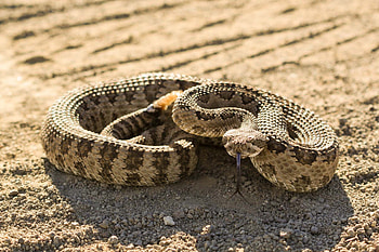 Rattlesnake, Venomous beauty, Serpent's allure, Nature's enigma HD wallpaper
