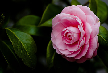 Camellia, Leaves, Flower, Pink HD wallpaper
