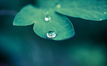 Macro, Sheet, Leaf, Moisture, Drop, Dew HD wallpaper