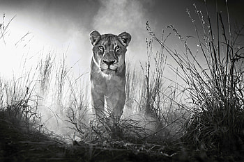 Lion Black And White, lion, animals, black-and-white HD wallpaper