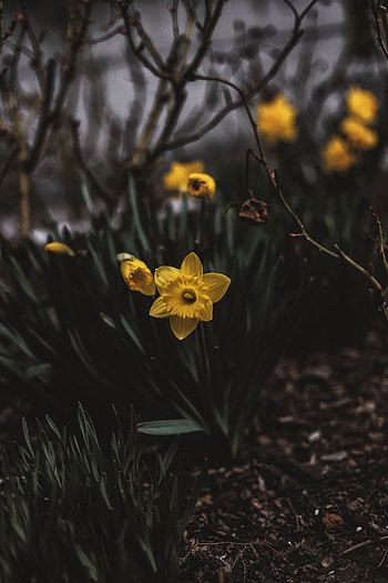 Flowers, Dark, Blur, Smooth, Flower Bed, Flowerbed, Narcissus HD phone wallpaper