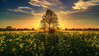 Rape Field in Switzerland, sunset, tree, blossoms, landscape, colors, clouds, sky HD wallpaper