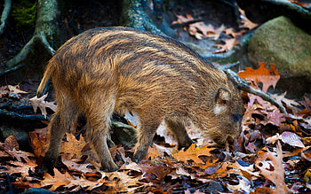 Animals, Stones, Autumn, Leaves, Climb, Boar HD wallpaper