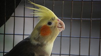 Cockatiel for and , Bird for screens, Avian companions, Vibrant plumage HD wallpaper