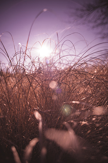 Grass, Macro, Glare, Sunlight HD phone wallpaper
