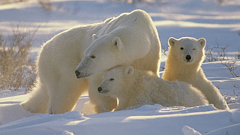 Animals, Bears, Young, Family, Cubs, Polar Bears HD wallpaper