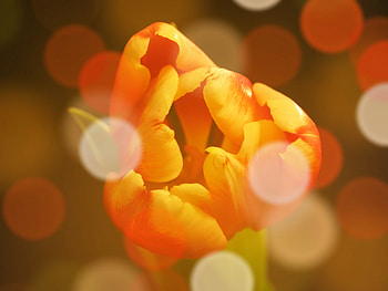 Orange, tulip, close up, bokeh HD wallpaper
