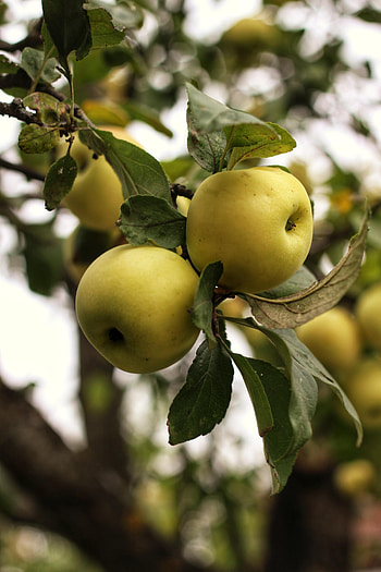 Food, Leaves, Apples, Branch, Garden HD phone wallpaper
