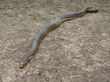 Anaconda, Size, Eunectes murinus HD wallpaper