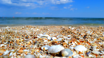 Seascape, Sea Shell HD wallpaper