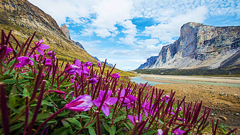 Flowers Bloom Below Mount Thor, Baffin Island, Nunuvat, Canada, mountains, blossoms, wildflowers, clouds, landscape, sky HD wallpaper