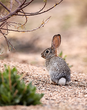 Mobile , Animal sight opinion, Stunning wildlife HD phone wallpaper