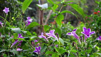 Flowers in the mountain, purple, flowers, lovely, mountain HD wallpaper