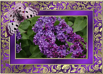 LOVELY LILACS, PRETTY, FLOWERS, FRAMED, LILAC HD wallpaper