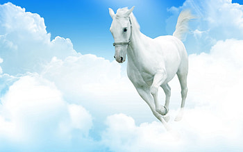 Animals, Clouds, Jump, To Jump, Snow White Horse HD wallpaper