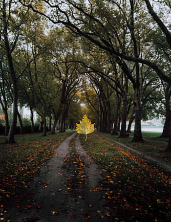 Alley, Nature, Trees, Autumn, Sheet, Leaf, Maple HD phone wallpaper