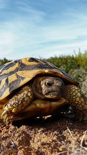 Turtle, Tortoise HD phone wallpaper