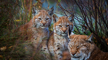 Family, Bobcat (Red Lynx) HD wallpaper