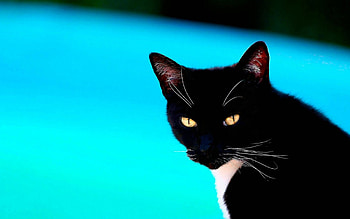 Black cat, cats, black HD wallpaper