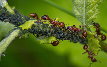 Red ant larvae, Insect breeding, , Life in close-up HD wallpaper