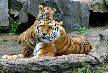 Tiger mom's love, Protective instinct, Fierce devotion, Nurturing spirit HD wallpaper