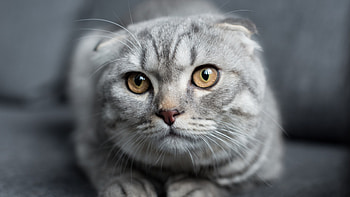 Silver tabby, Scottish Folds HD wallpaper