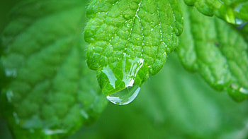 Lemon Balm, Dew drops, Close-up view, Nature's beauty HD wallpaper