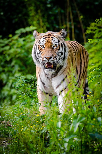 A fierce tiger prowling through the dense jungle, showcasing its striking stripes. HD phone wallpaper
