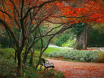 A lonely bench, bench, fall, lonely, tree, park, leaves, red, autumn, nature HD wallpaper