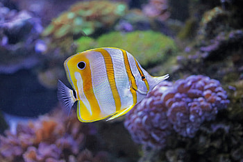Copperband Butterfly Fish, fish, water, butterfly, copperband HD wallpaper