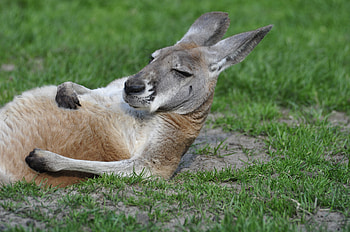 Animals, Kangaroo, Lies, Cool HD wallpaper