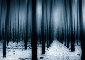 Dark Forest Woods Snow Winter , forest, snow, winter, nature, trees HD wallpaper