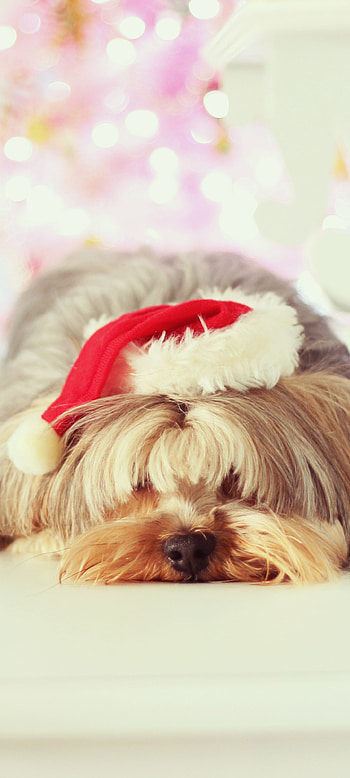 Christmas, Yorkshire Terrier HD phone wallpaper