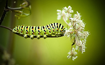 Flowers, Grass, Background, Macro, Striped, Caterpillar HD wallpaper