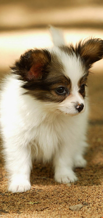 Papillon Dog, Pet HD phone wallpaper