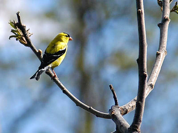 Sun, black, birds, daylight, day, limb, finch, yellow, nature, sky HD wallpaper