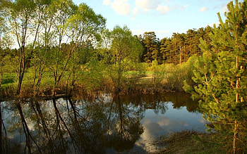 Nature, Water, Trees, Pine, Reflection, Forest, Village, Basin HD wallpaper