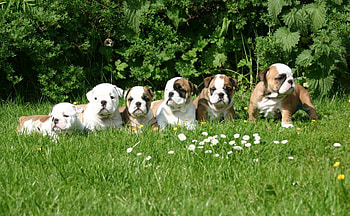 *** English Bulldog Puppes ***, dogs, puppes, bulldog, animals HD wallpaper