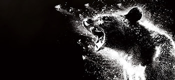 Cocaine Bear , cocaine-bear, bear, 2023-movies, movies HD wallpaper