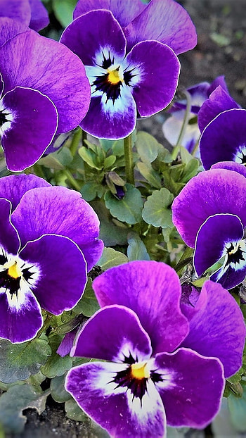 Pansy, Purple Beautiful flower HD phone wallpaper