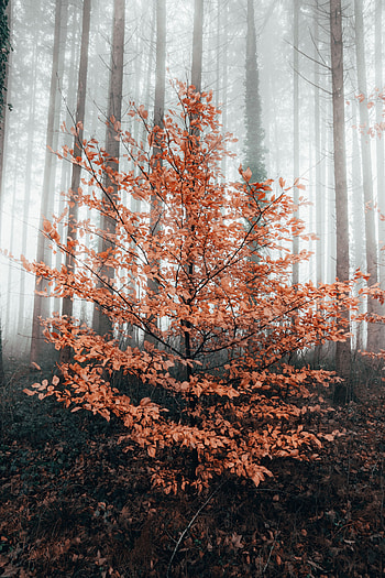 Nature, Autumn, Wood, Forest, Tree, Fog HD phone wallpaper