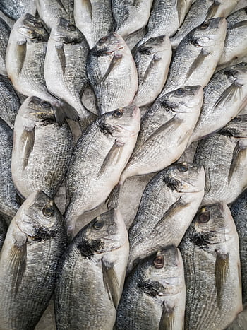 Close-up of fresh sea bream fish stacked on ice at a seafood market, highlighting freshness and quality. HD phone wallpaper