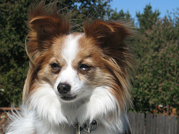 Papillon Dog, Distinctive , Unique breed, Charming dogs HD wallpaper