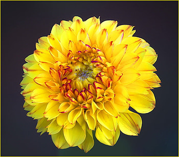 A sunny bloom for Rosarina :), sunny, black background, yellow, flower, dahlia, orange HD wallpaper