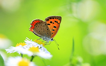 Camomile, Macro, Greens, Insect, Butterfly, Polyana, Glade, Chamomile HD wallpaper
