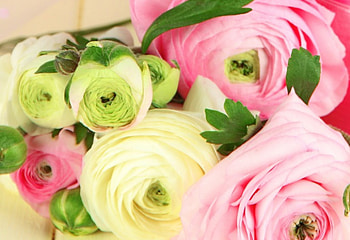 Flowers, Pink Flowers, Pink Flower, Flower, Pink HD wallpaper