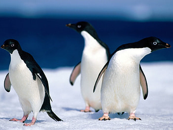 Animals, Pinguins HD wallpaper