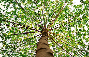 A mesmerizing view from beneath a tall tree with a lush green canopy. HD wallpaper