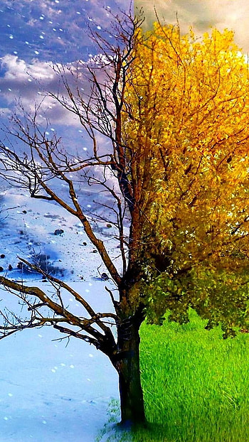 May Background, Nature HD phone wallpaper
